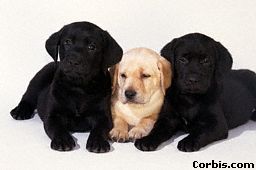 Labrador B&W
